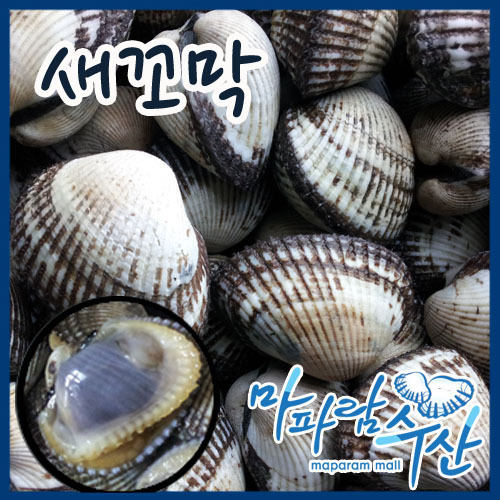 마파람수산 남해안 새꼬막(특품)7kg